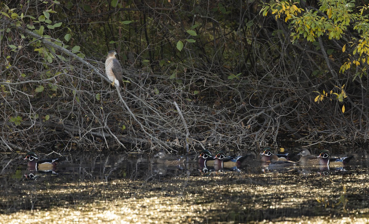 Cooper's Hawk - ML643662428