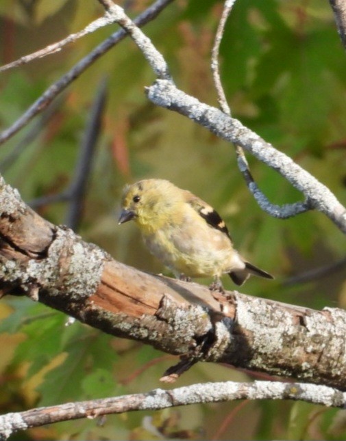 American Goldfinch - ML643662444