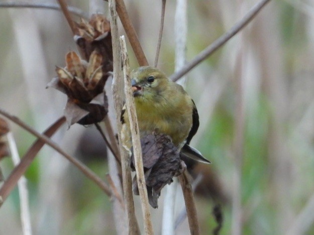 American Goldfinch - ML643662445