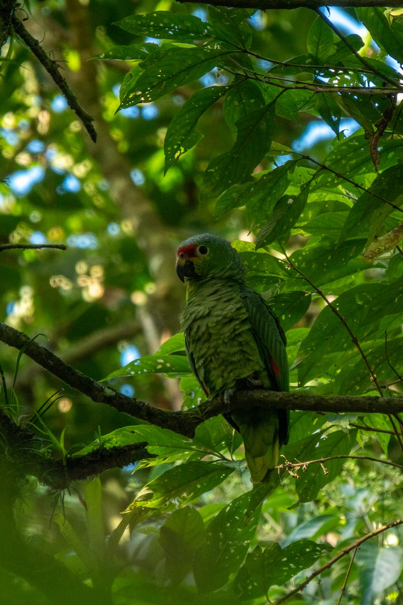 Red-lored Amazon - ML643662465