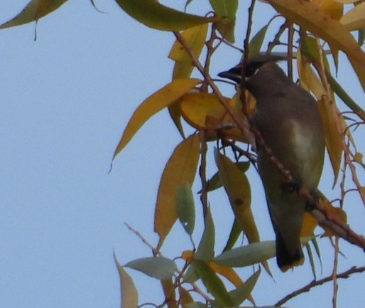 Cedar Waxwing - ML643662470