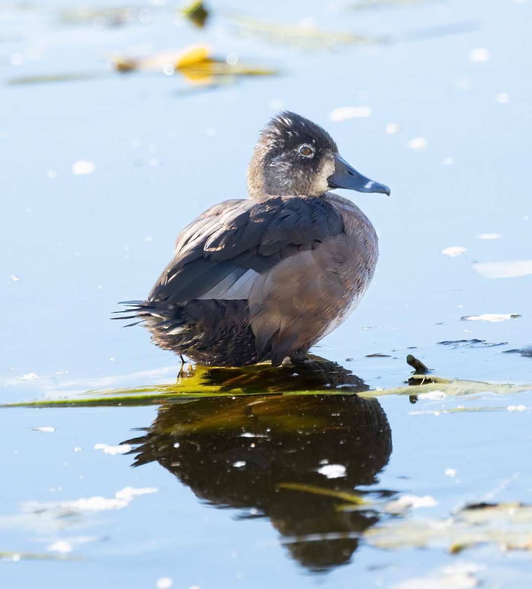 Ring-necked Duck - ML643662483