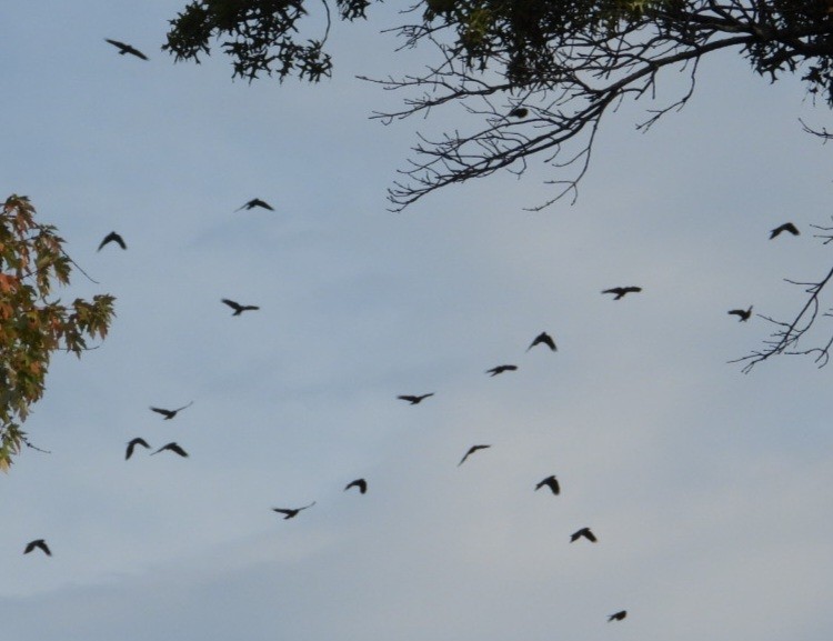 American Crow - ML643662492