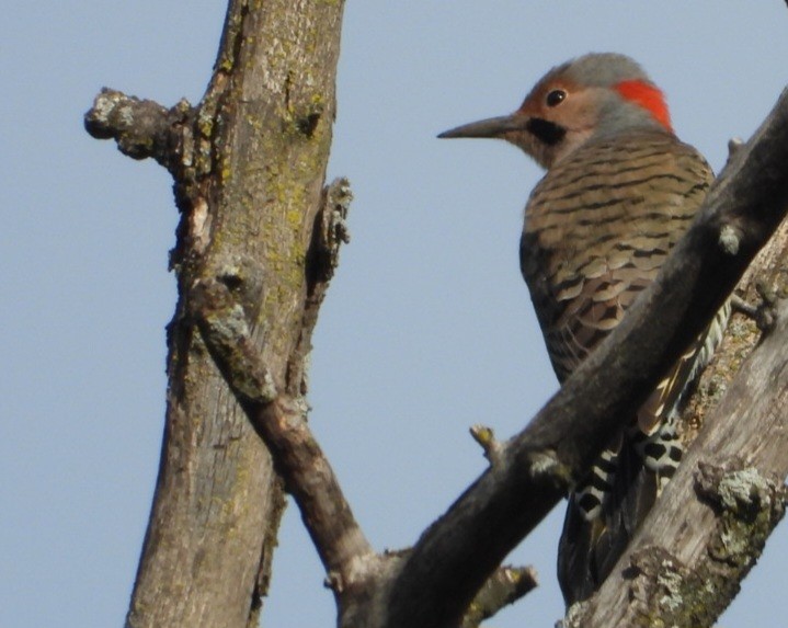 Northern Flicker - ML643662505