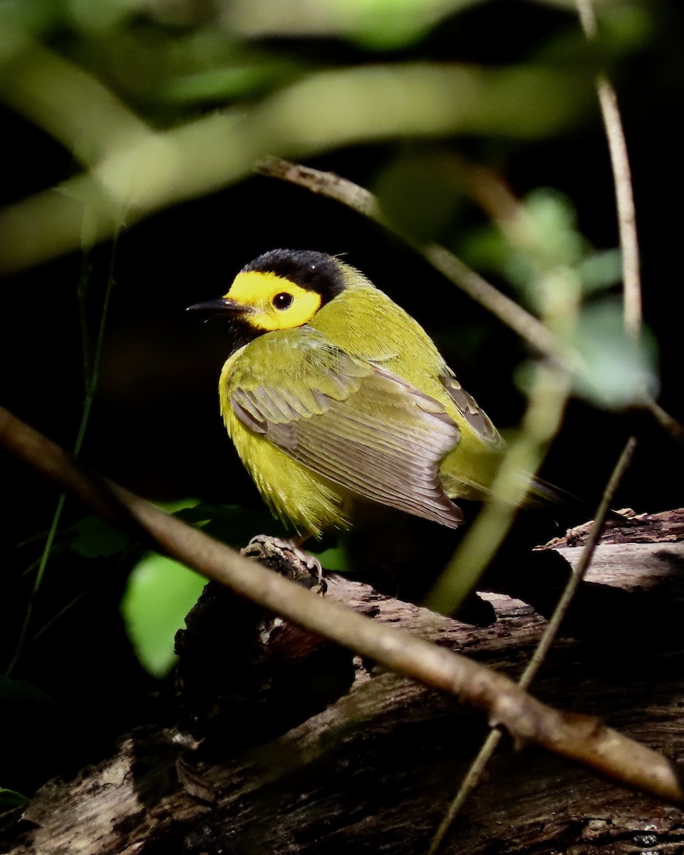 Hooded Warbler - ML643662536