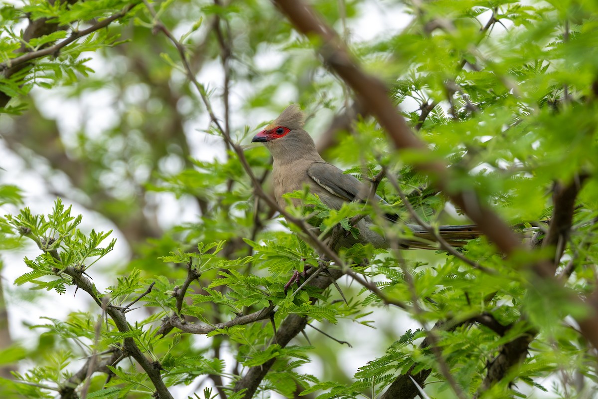 Red-faced Mousebird - ML643662568