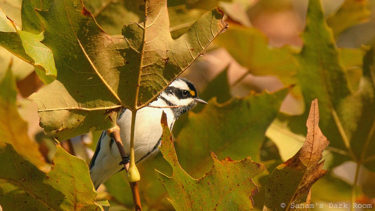 Black-throated Gray Warbler - ML643662573