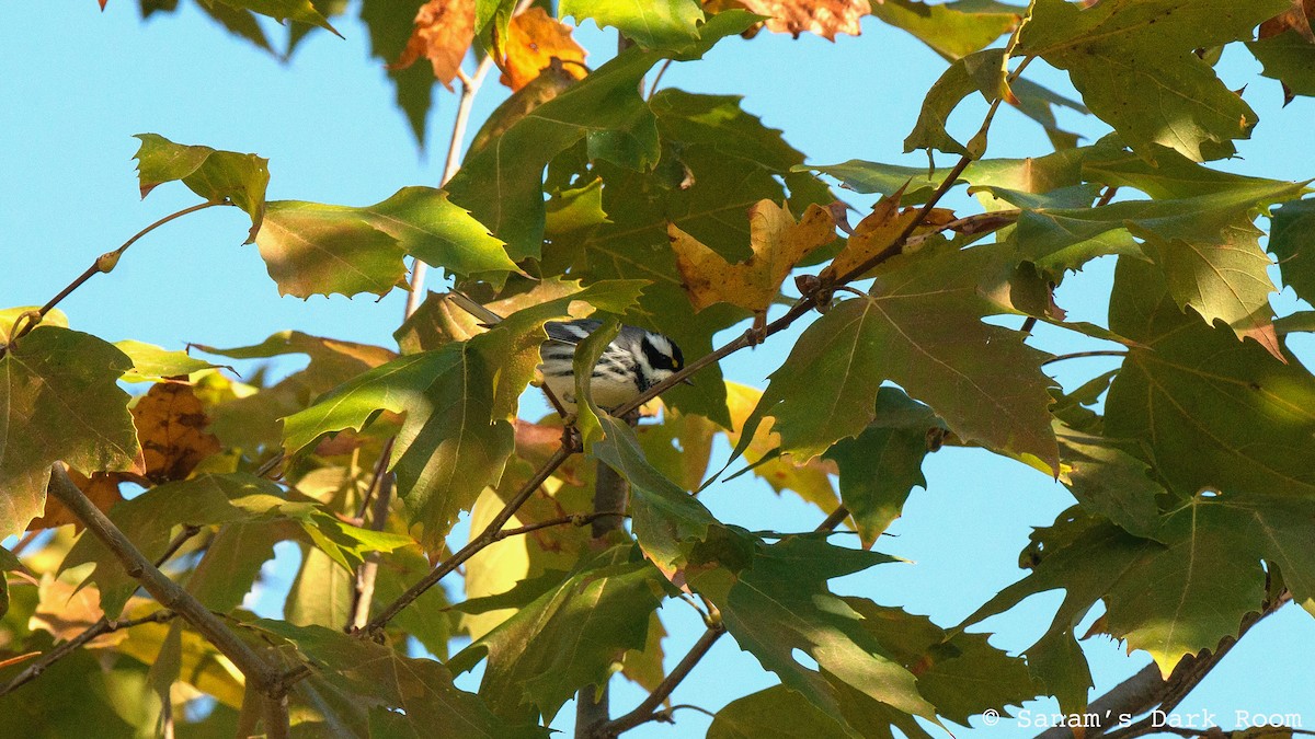 Black-throated Gray Warbler - ML643662574
