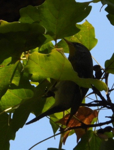 Northern Parula - ML643662593