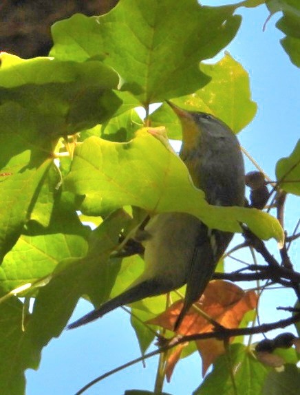 Northern Parula - ML643662594