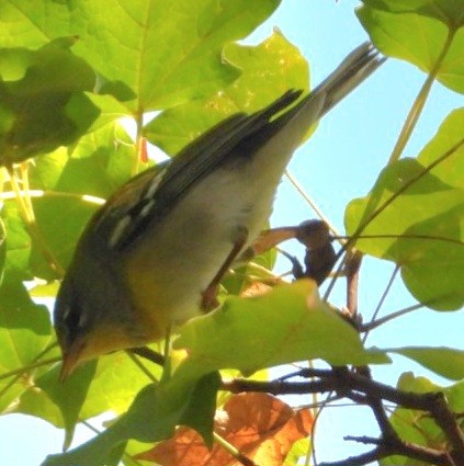 Northern Parula - ML643662595