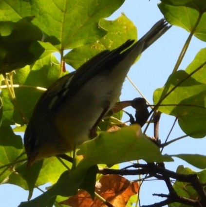 Northern Parula - ML643662596