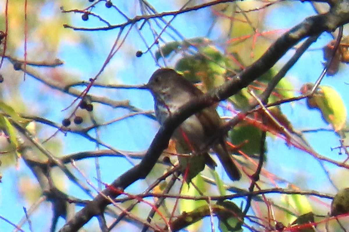 drozd rezavoocasý - ML643662615