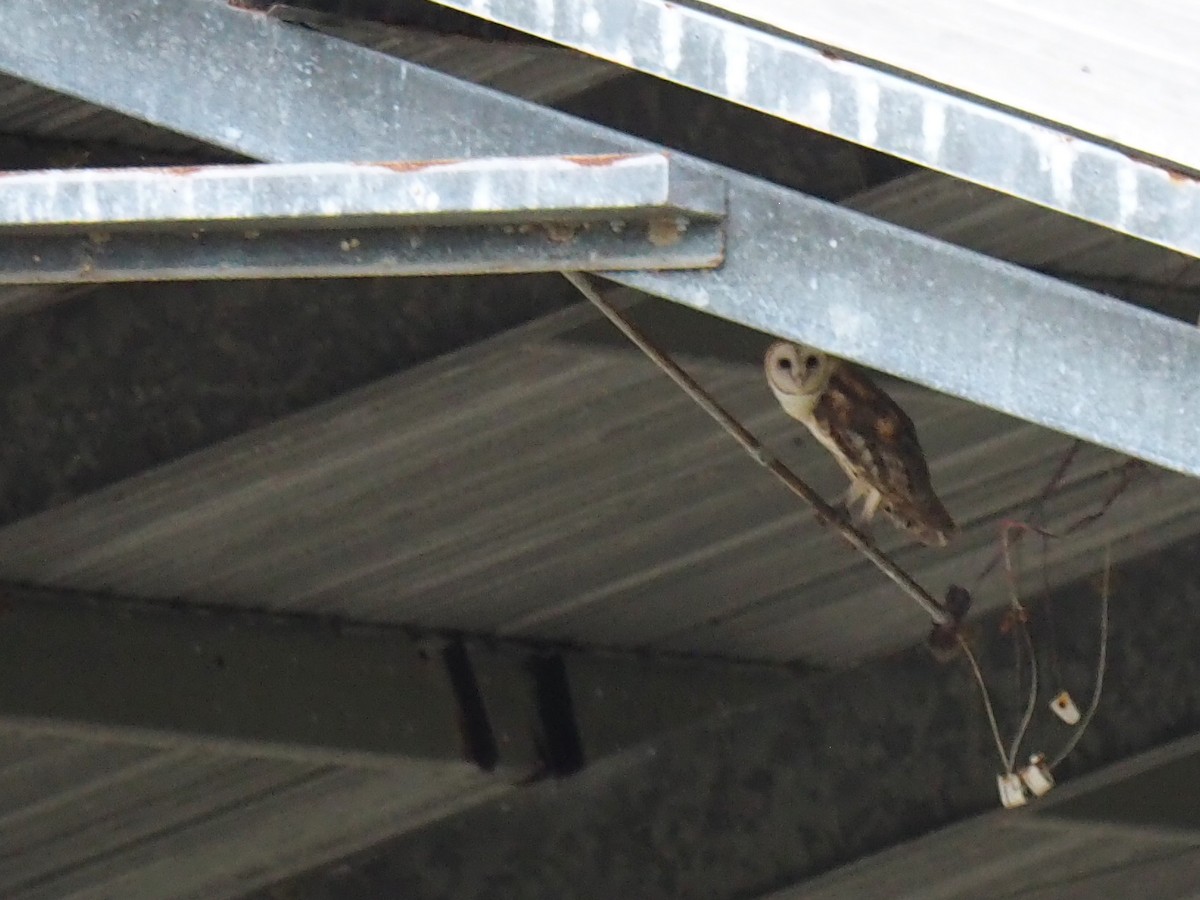 アメリカメンフクロウ - ML643662657