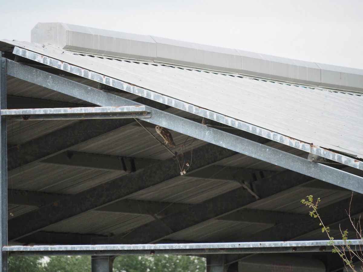 アメリカメンフクロウ - ML643662658