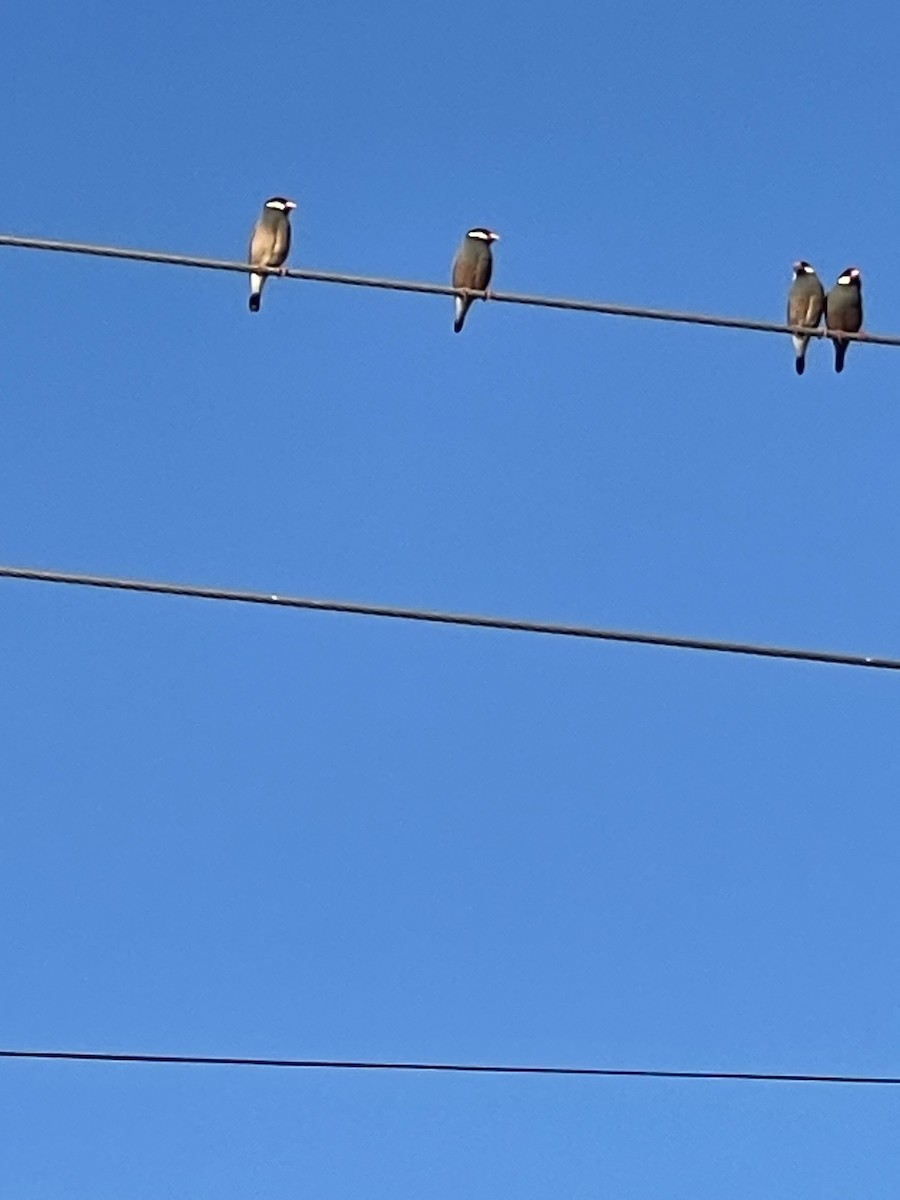 Java Sparrow - ML643662661