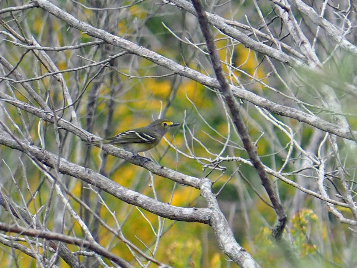 メジロモズモドキ - ML643662663