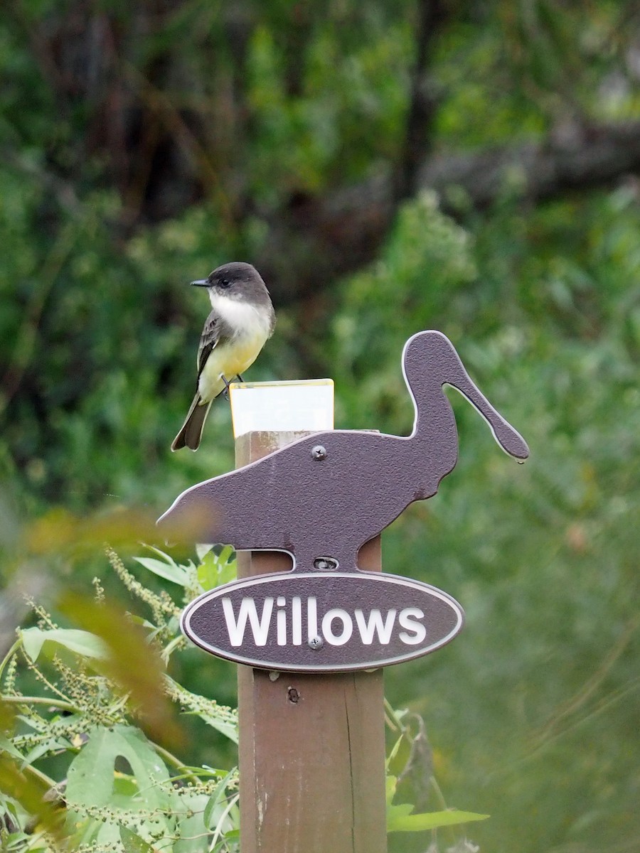 ツキヒメハエトリ - ML643662671