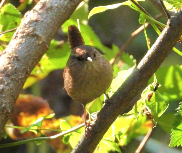 Winter Wren - ML643662679