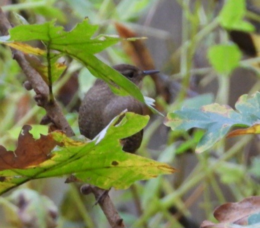 Winter Wren - ML643662680