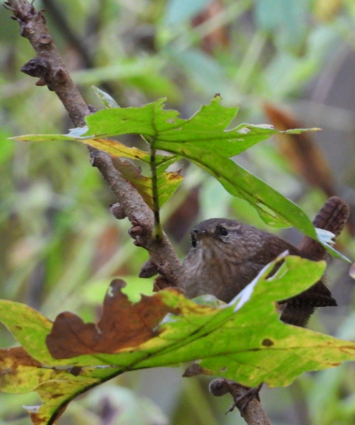 Winter Wren - ML643662681
