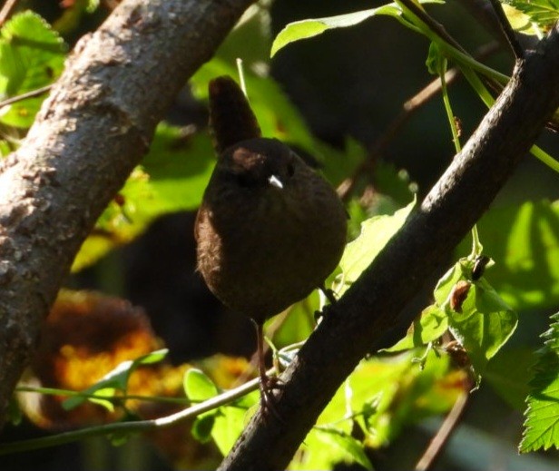 Winter Wren - ML643662682