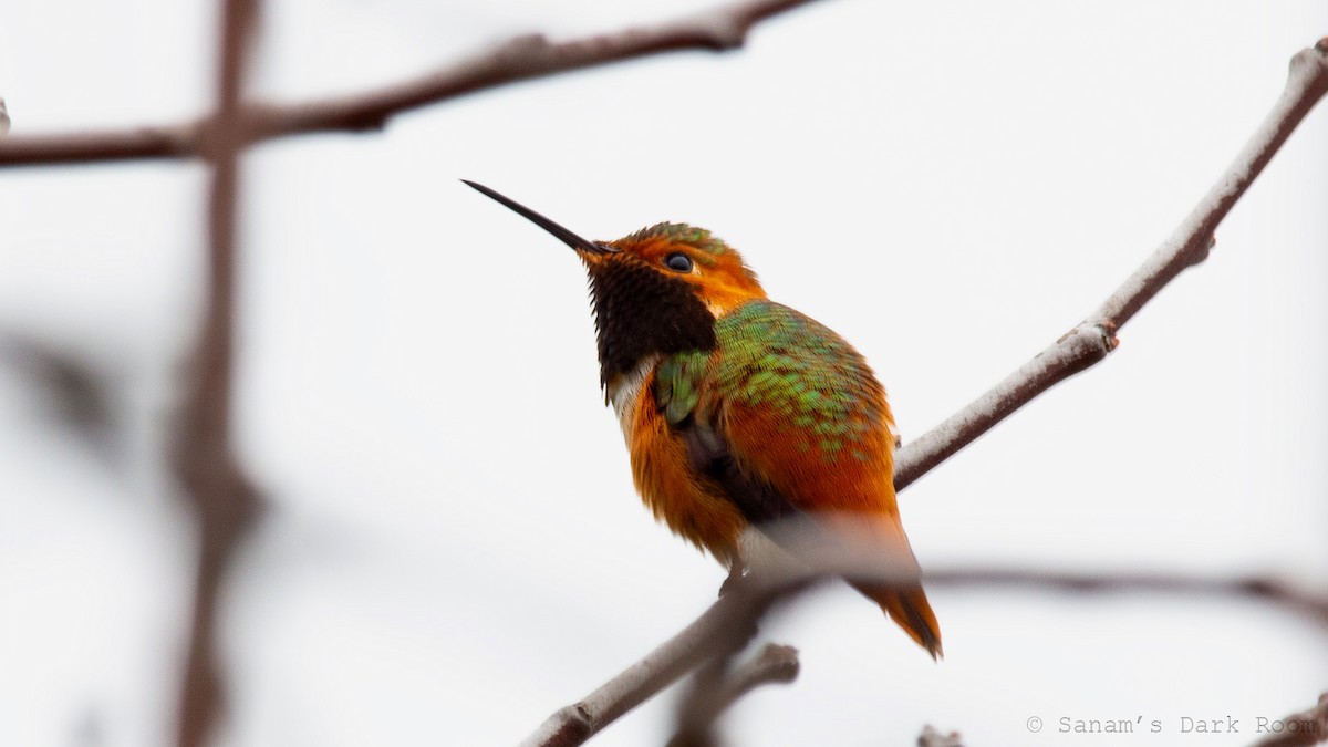 Allen's Hummingbird - ML643662689