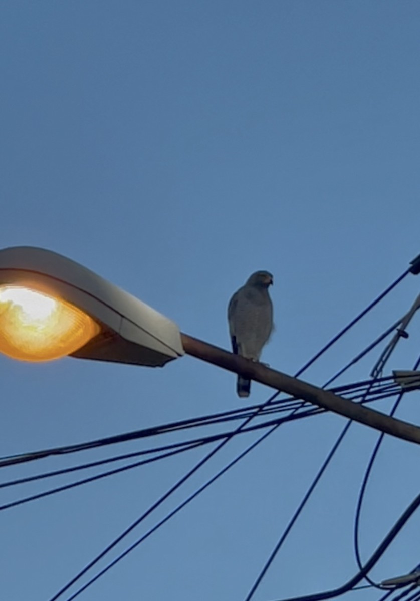 Roadside Hawk - ML643662691