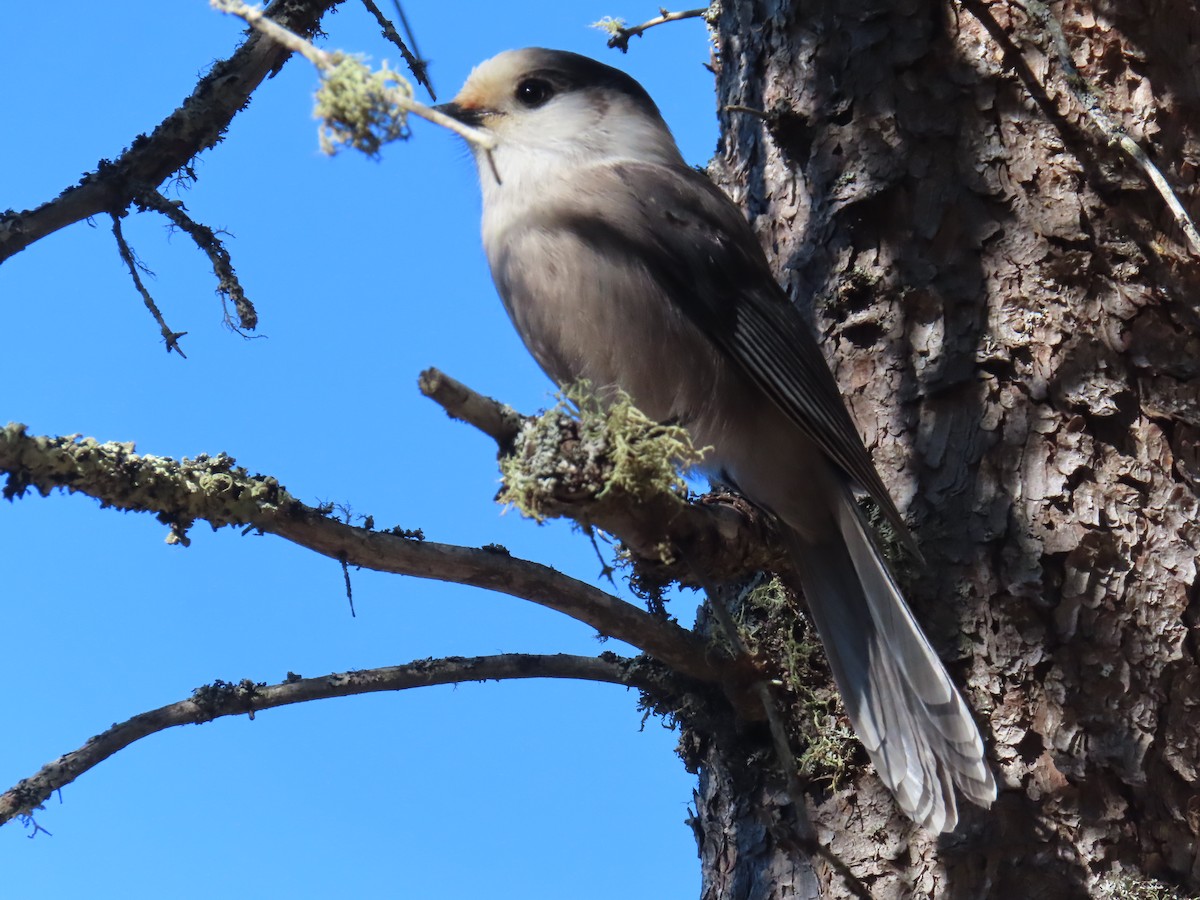 Canada Jay - ML643662709
