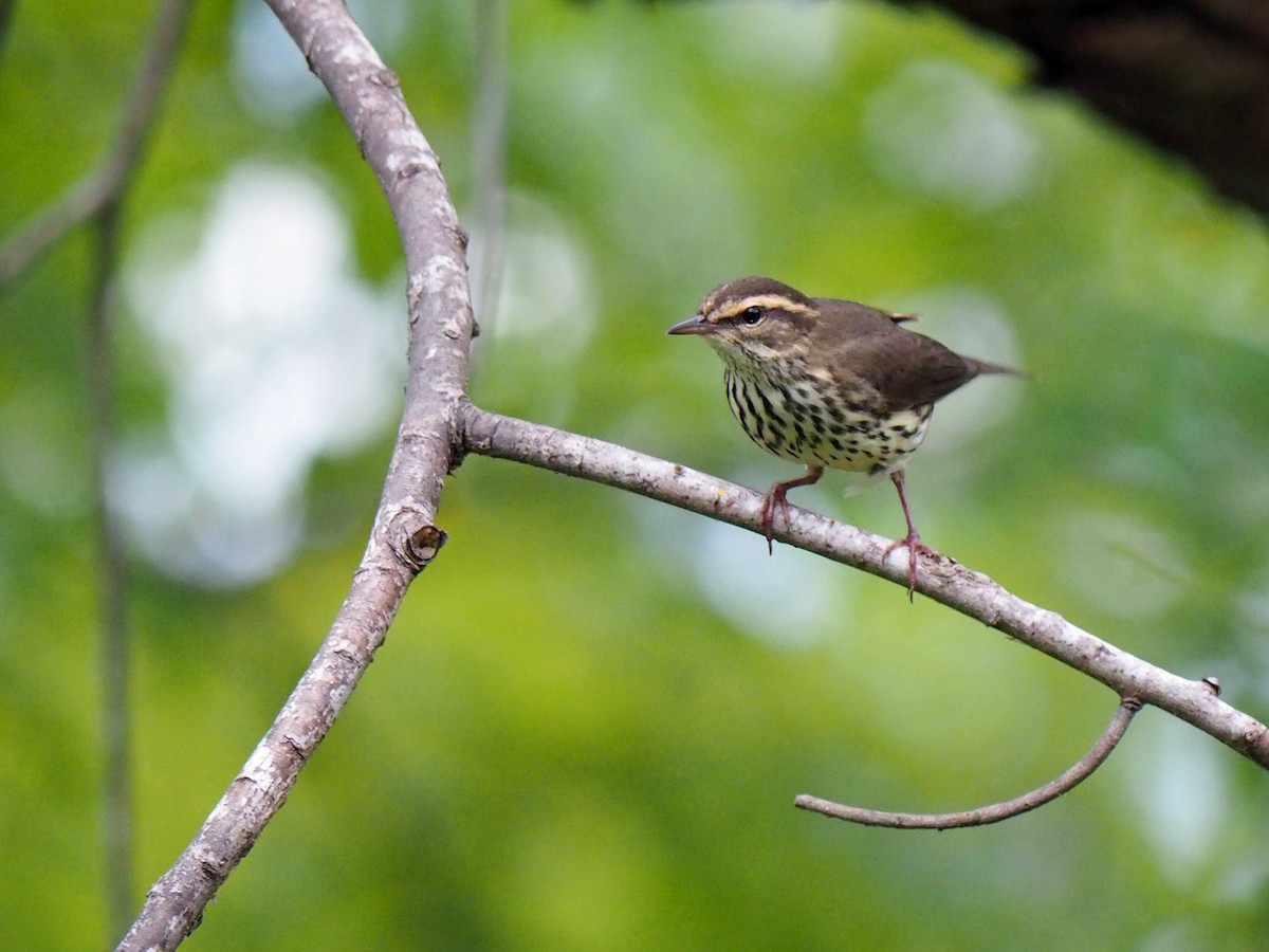 キタミズツグミ - ML643662716