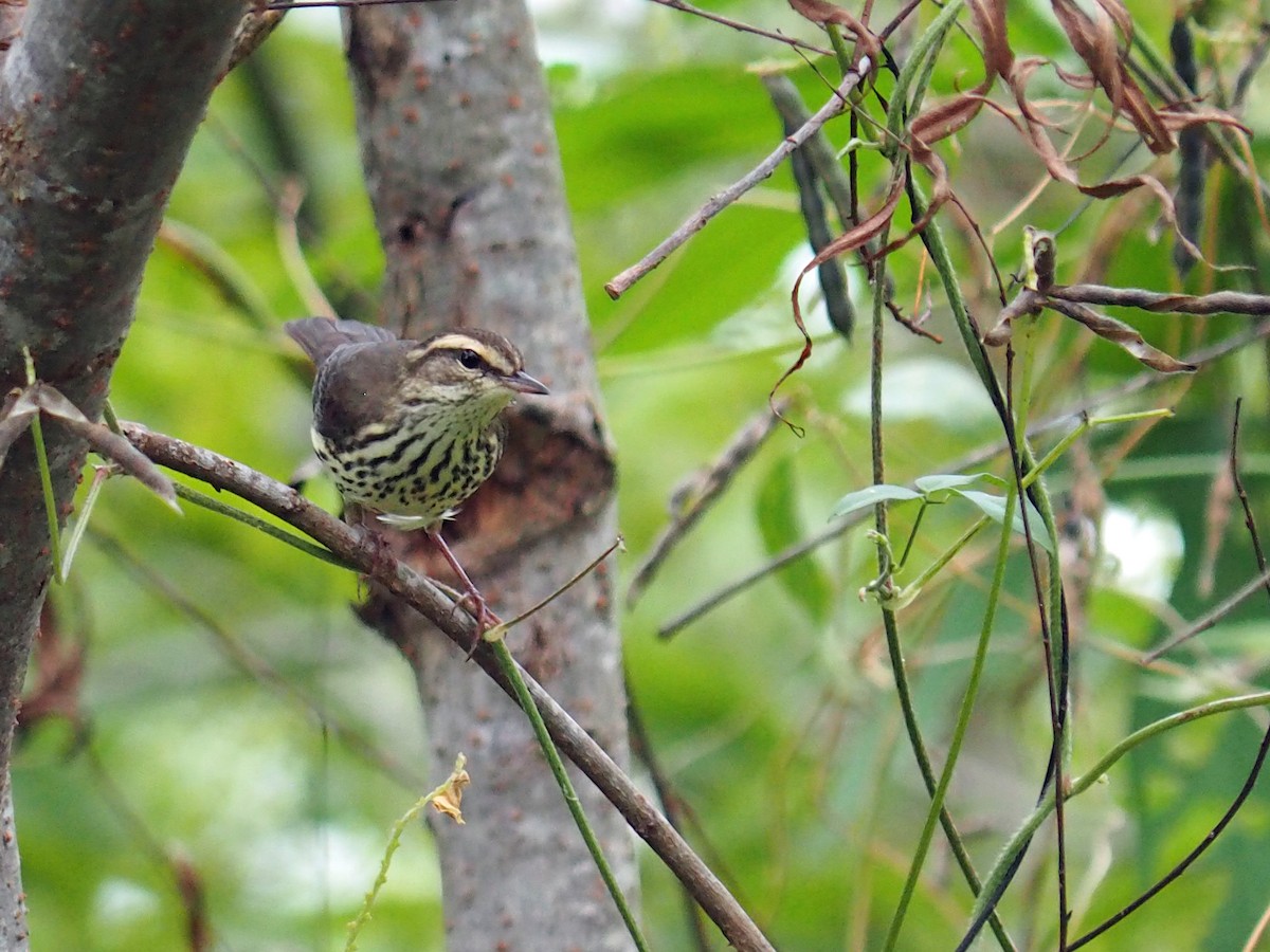 キタミズツグミ - ML643662717