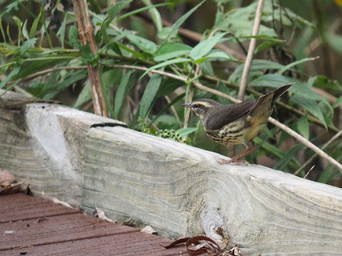 キタミズツグミ - ML643662719