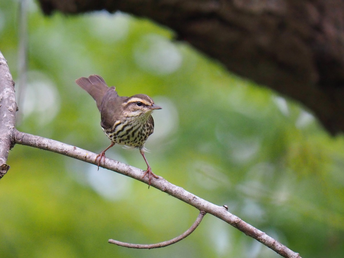 キタミズツグミ - ML643662720