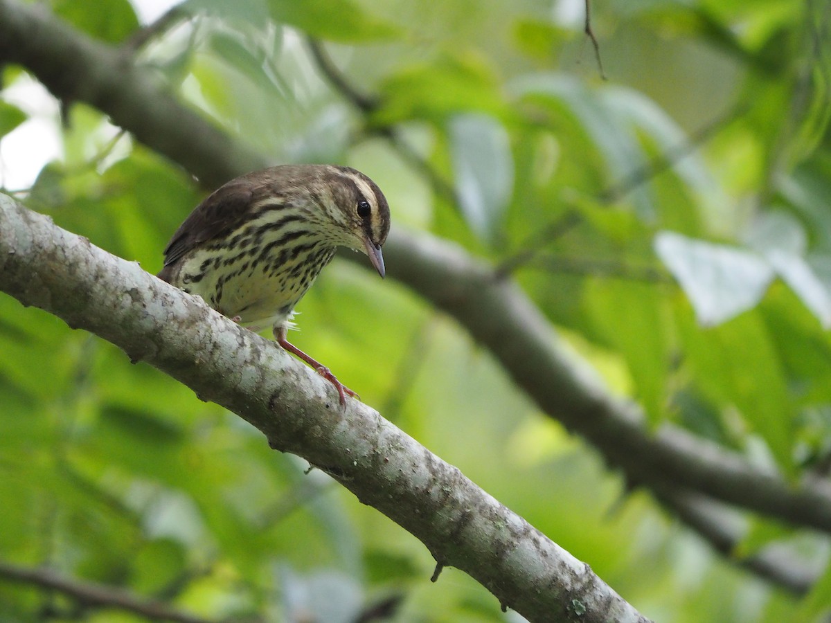 キタミズツグミ - ML643662721