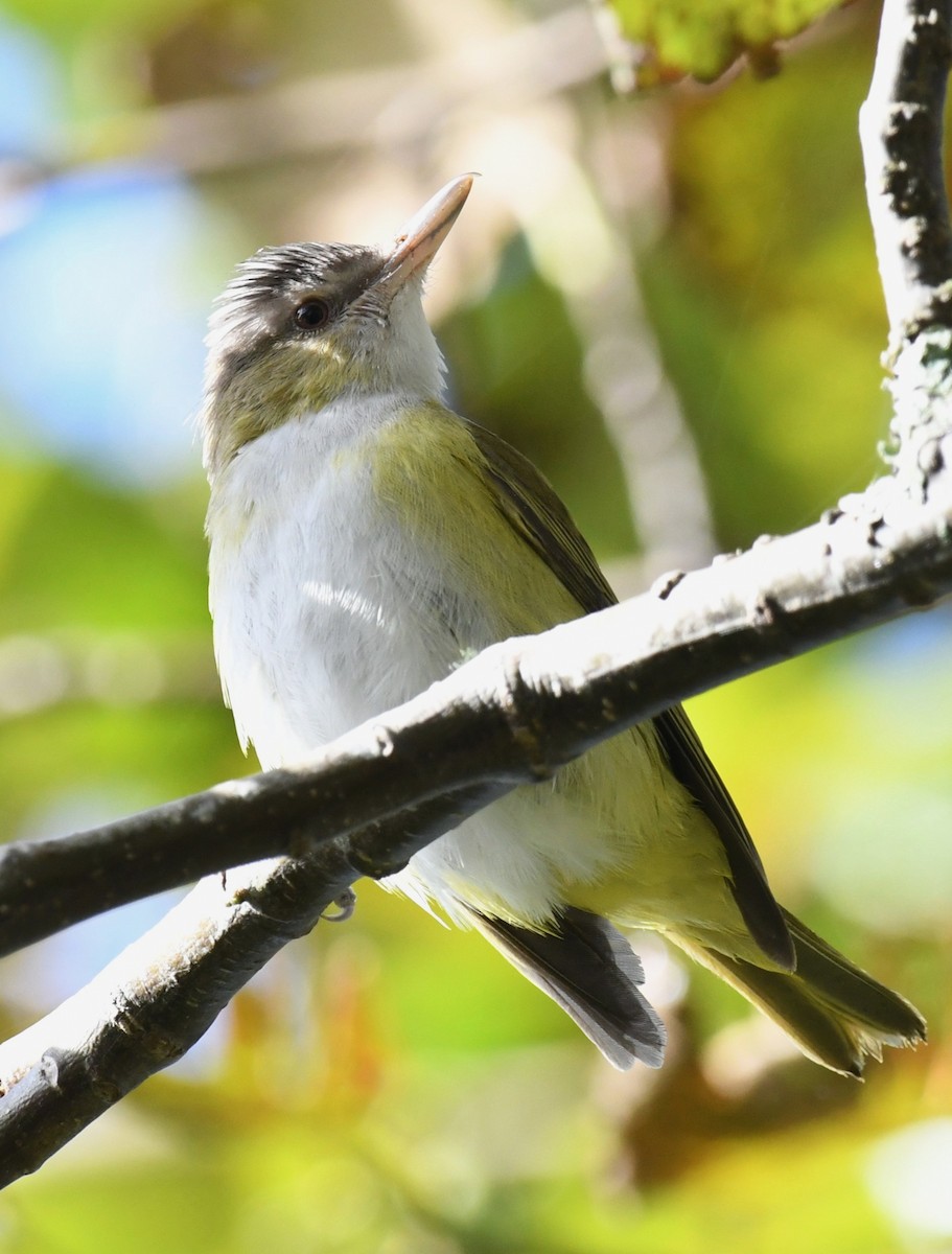 Yellow-green Vireo - ML643662725