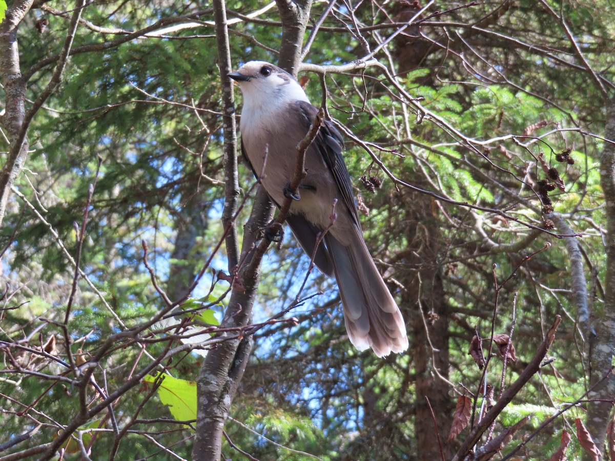 Canada Jay - ML643662729