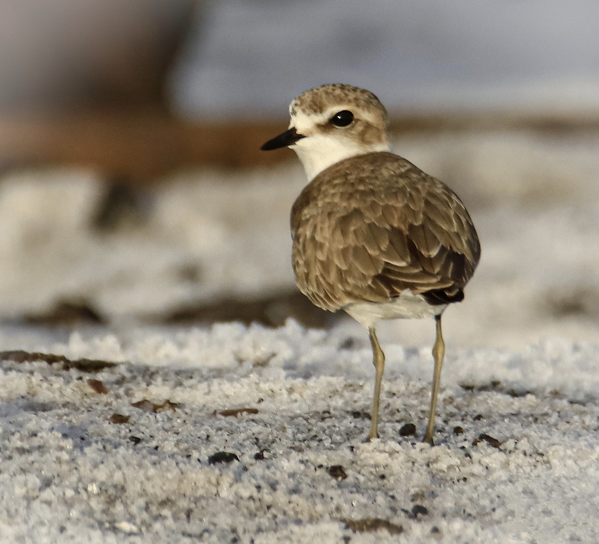 Kentish Plover - ML643662732