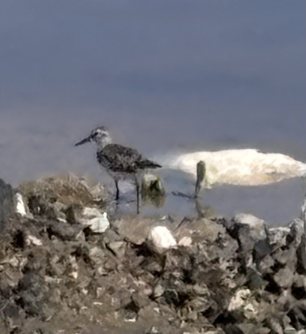 Least Sandpiper - ML643662744