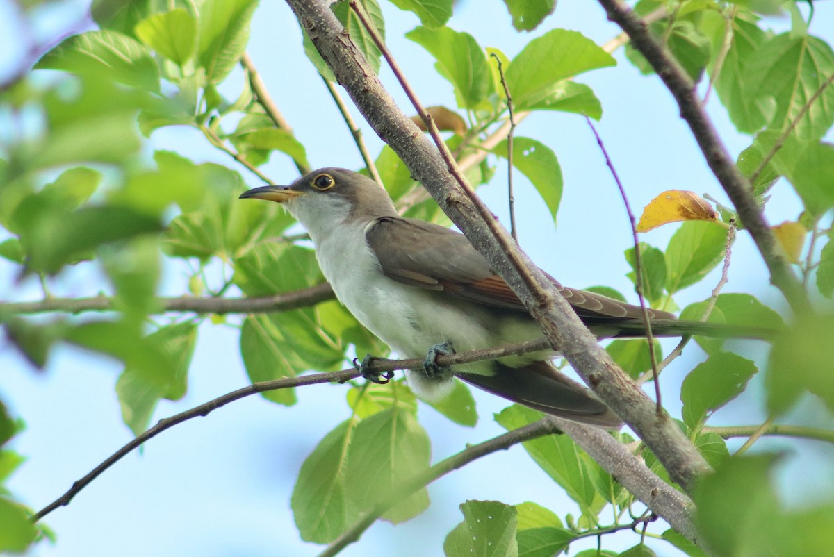 Yellow-billed Cuckoo - ML643662758