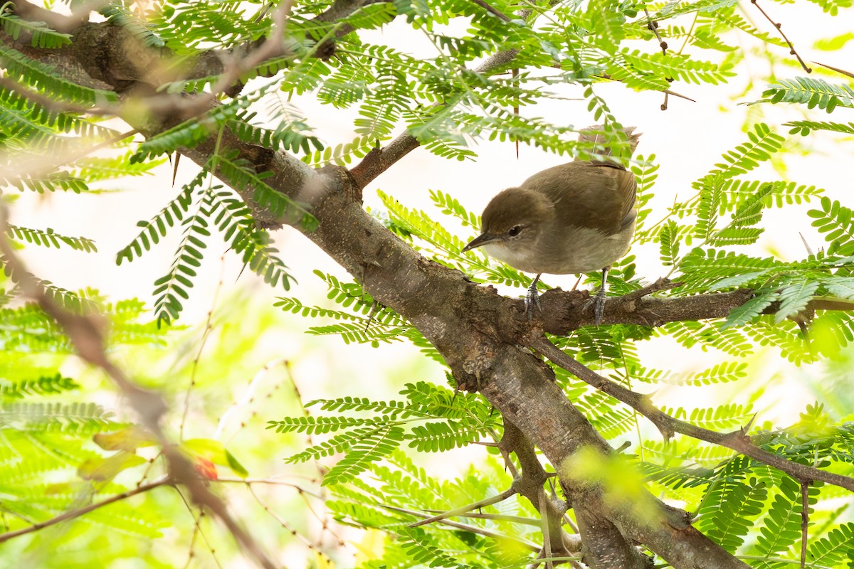 Terrestrial Brownbul - ML643662761
