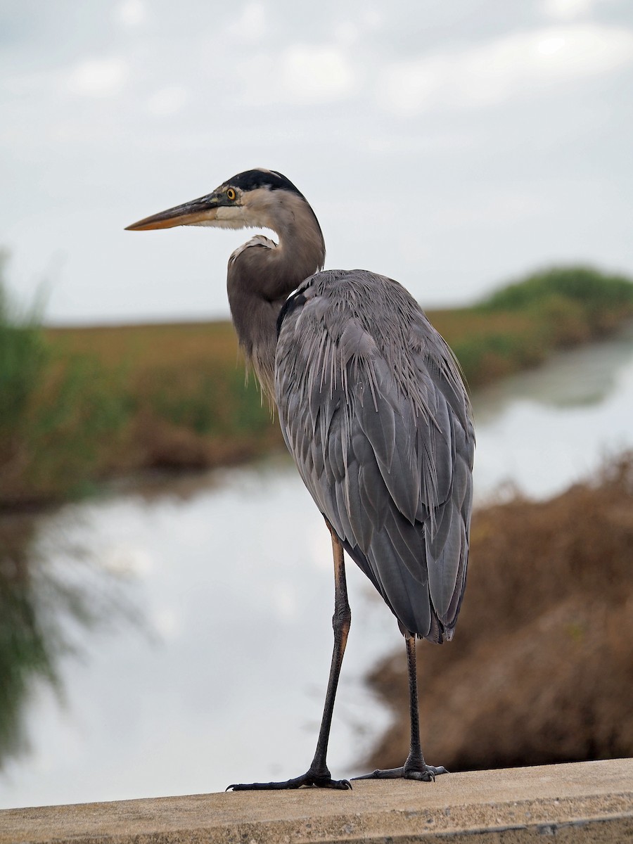 Great Blue Heron - ML643662764