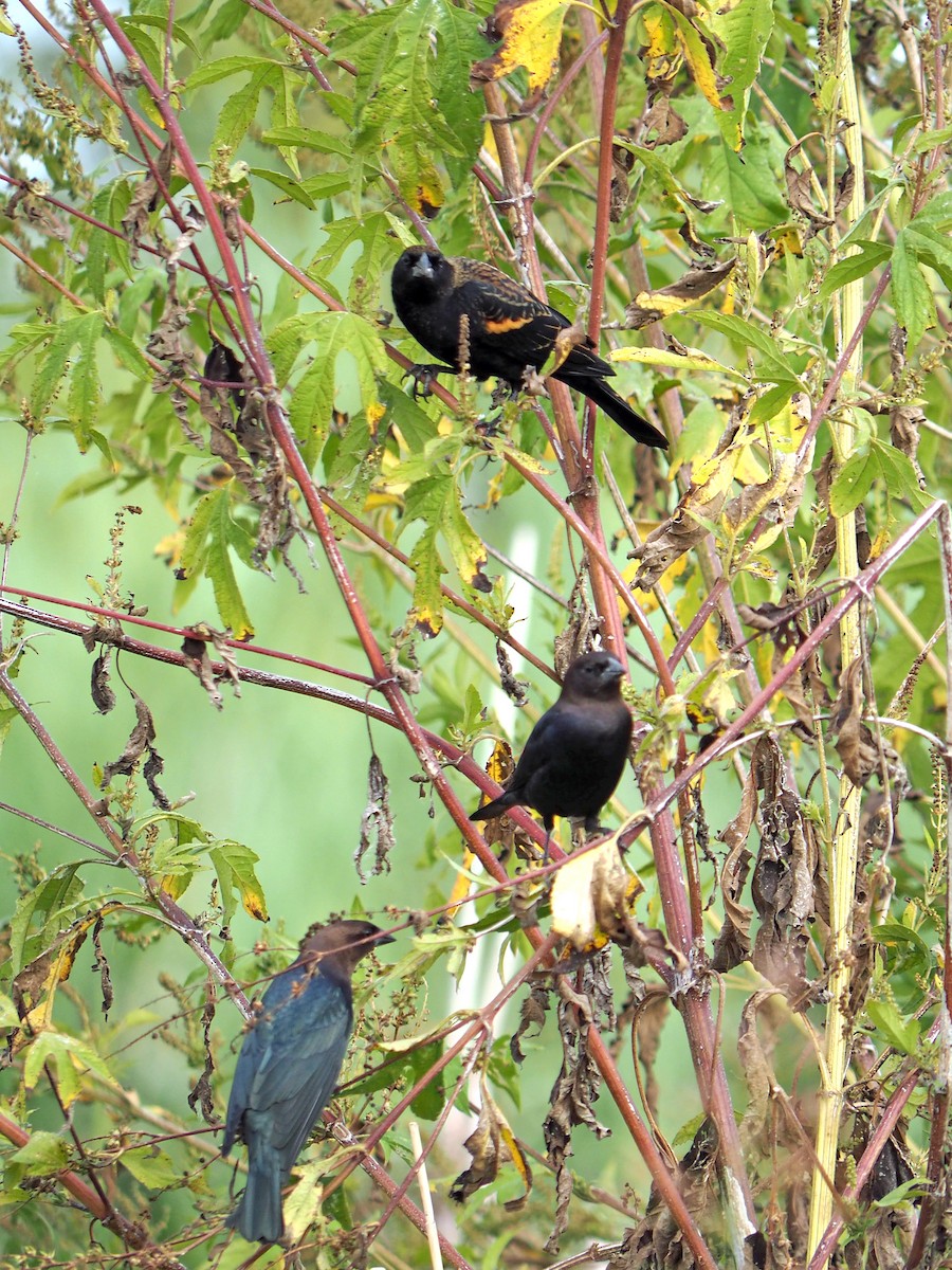 Brown-headed Cowbird - ML643662772