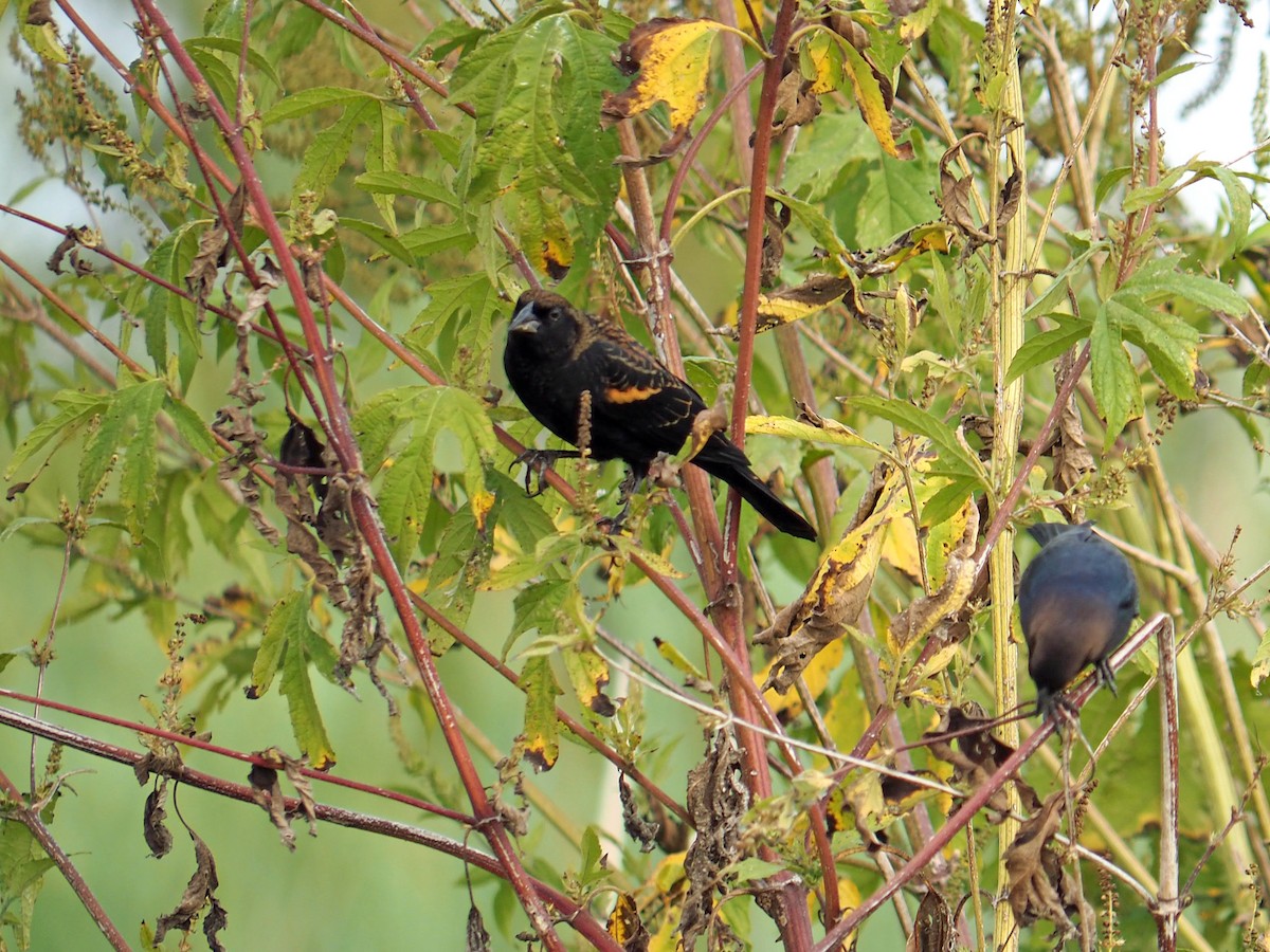 Red-winged Blackbird - ML643662780