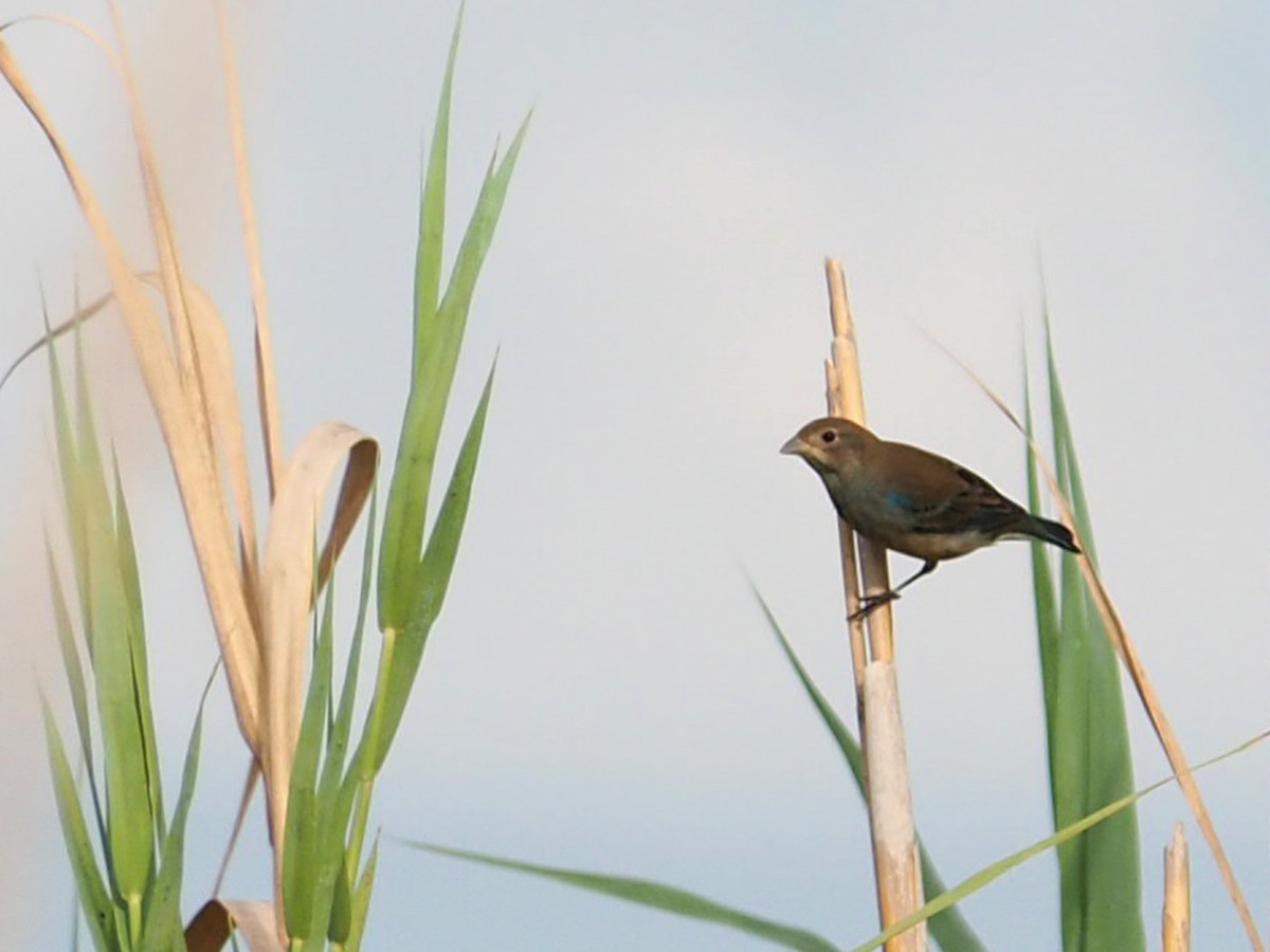 Indigo Bunting - ML643662798