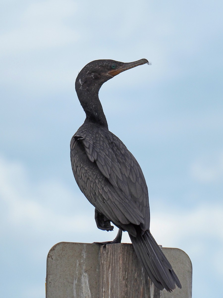 Neotropic Cormorant - ML643662812