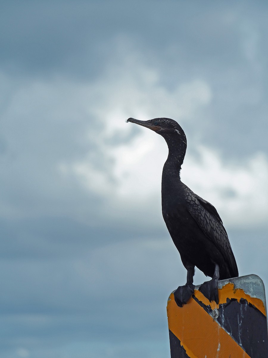 Neotropic Cormorant - ML643662813