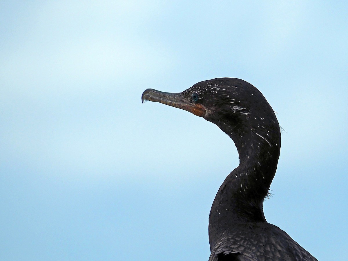 Neotropic Cormorant - ML643662814