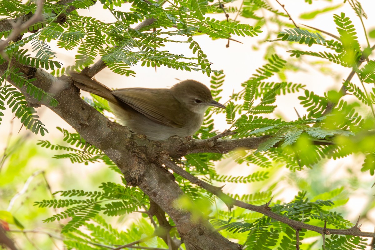 Terrestrial Brownbul - ML643662844
