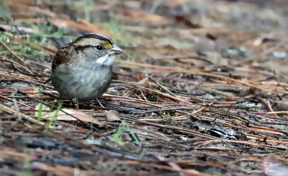 White-throated Sparrow - ML643662845