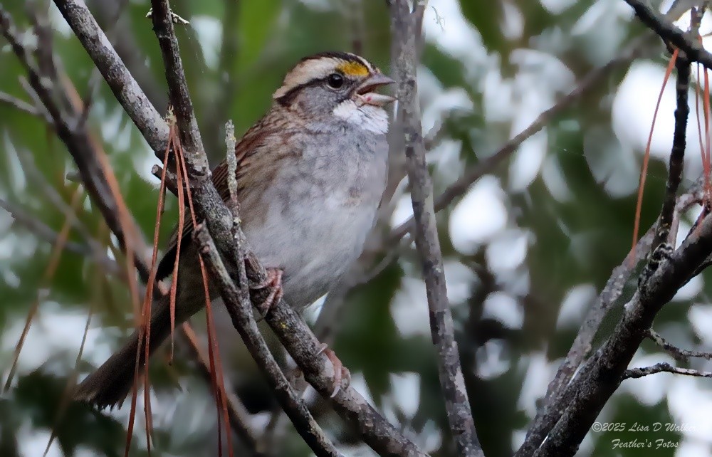 White-throated Sparrow - ML643662846